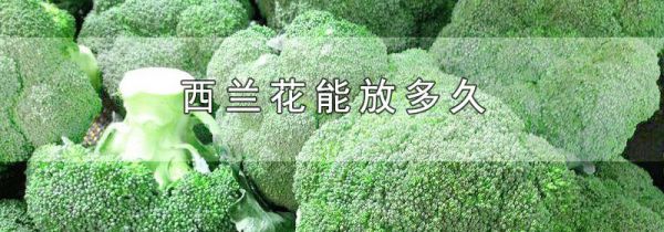 西兰花能放多久