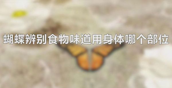 蝴蝶辨别食物味道用身体哪个部位