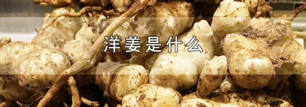 洋姜是什么