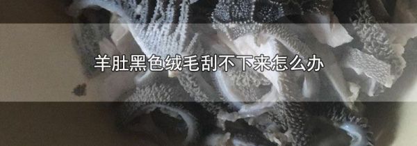 羊肚黑色绒毛刮不下来怎么办