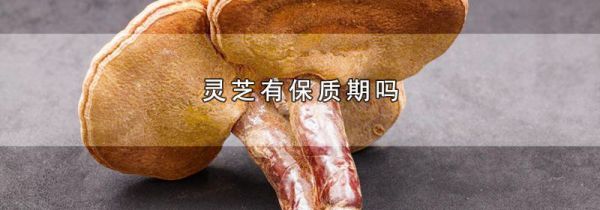 灵芝有保质期吗
