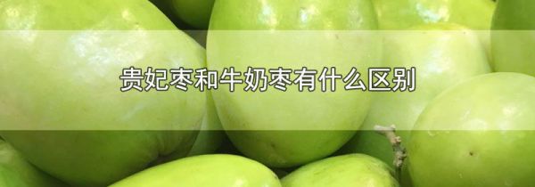 贵妃枣和牛奶枣有什么区别