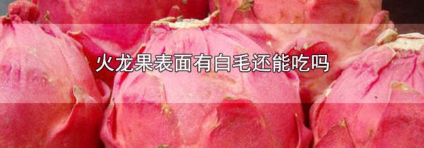 火龙果表面有白毛还能吃吗
