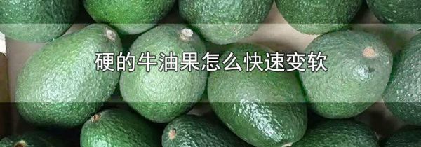 硬的牛油果怎么快速变软