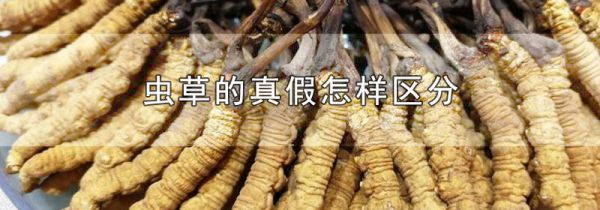 虫草的真假怎样区分