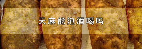 天麻能泡酒喝吗