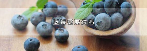 蓝莓需要洗吗