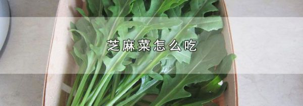 芝麻菜怎么吃