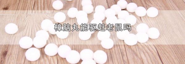 樟脑丸能驱赶老鼠吗