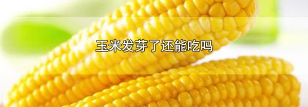 玉米发芽了还能吃吗