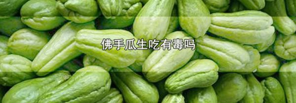 佛手瓜生吃有毒吗