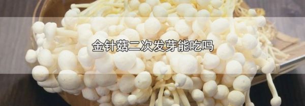 金针菇二次发芽能吃吗