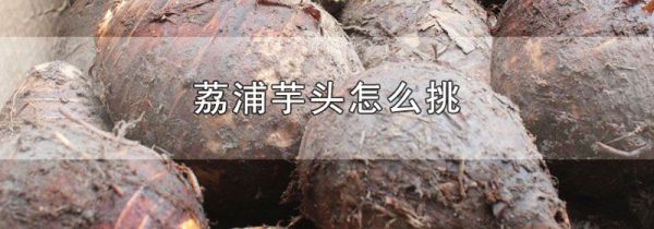 荔浦芋头怎么挑