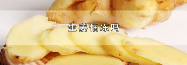 生姜怕冻吗
