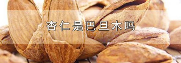 杏仁是巴旦木吗