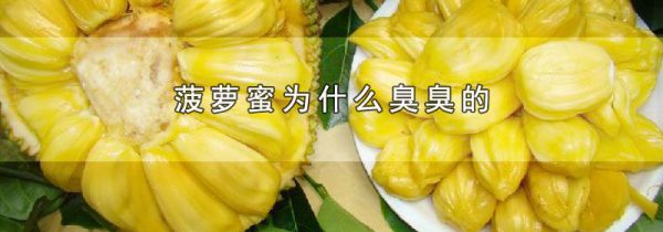 菠萝蜜为什么臭臭的