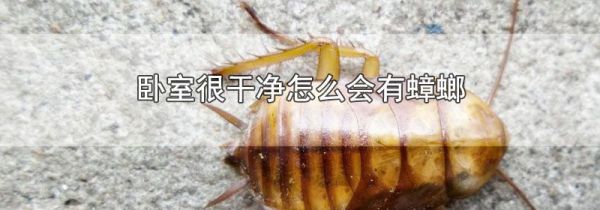 卧室很干净怎么会有蟑螂