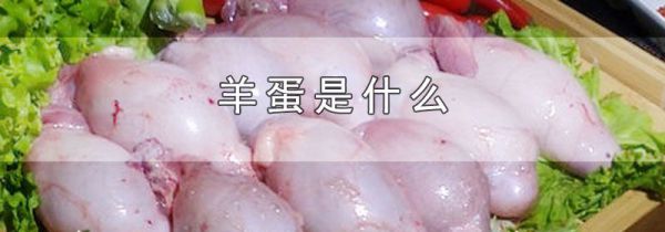 羊蛋是什么