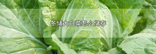 冬储大白菜怎么储存