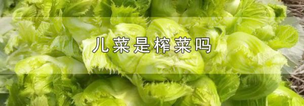 儿菜是榨菜吗