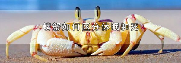 螃蟹如何区分休眠和死