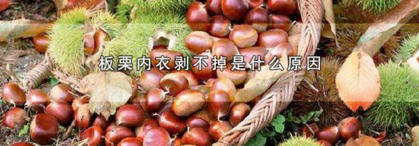 板栗内衣剥不掉是什么原因