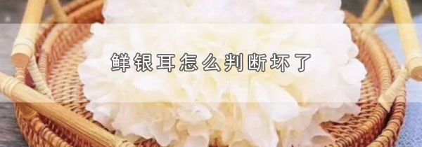 鲜银耳怎么判断坏了