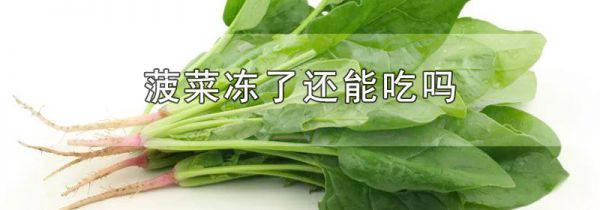 菠菜冻了还能吃吗