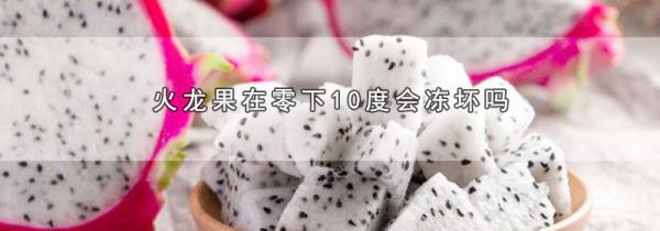 火龙果在零下10度会冻坏吗