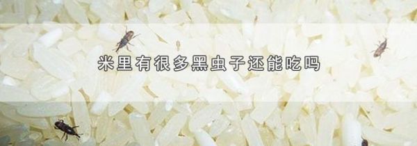 米里有很多黑虫子还能吃吗
