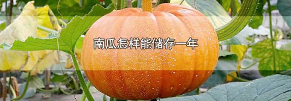 南瓜怎样能储存一年