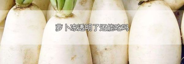 萝卜冻透明了还能吃吗