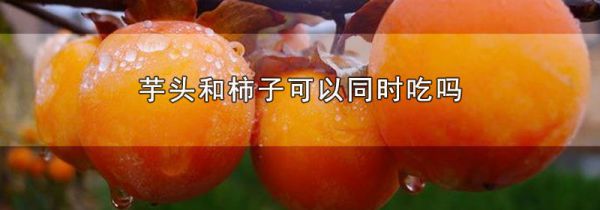 芋头和柿子可以同时吃吗