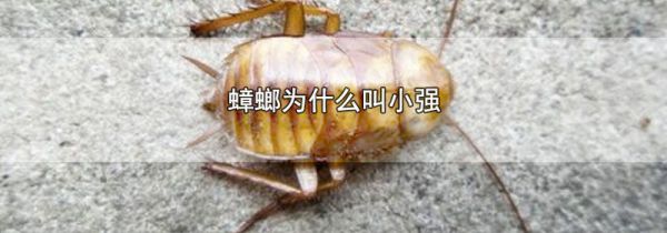 蟑螂为什么叫小强