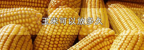 玉米可以放多久