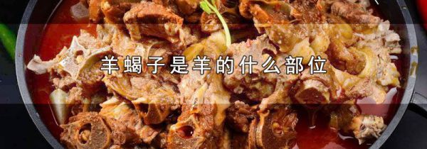 羊蝎子是羊的什么部位