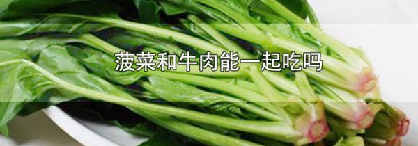 菠菜和牛肉能一起吃吗