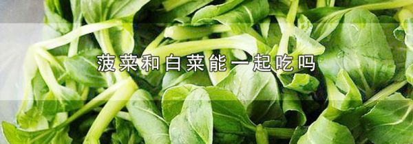 菠菜和白菜能一起吃吗