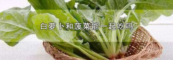 白萝卜和菠菜能一起吃吗