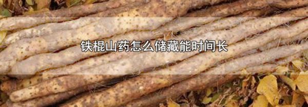 铁棍山药怎么储藏能时间长