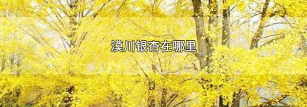 漠川银杏在哪里