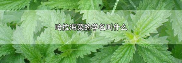 哈拉海菜的学名叫什么