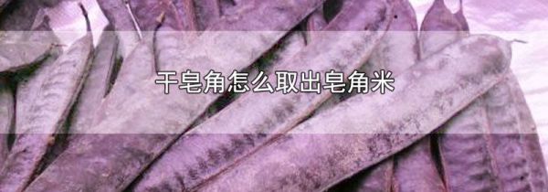 干皂角怎么取出皂角米