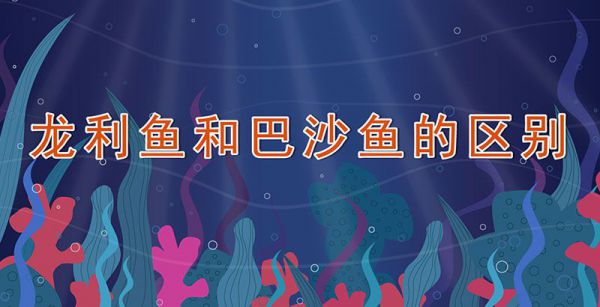 龙利鱼和巴沙鱼的区别