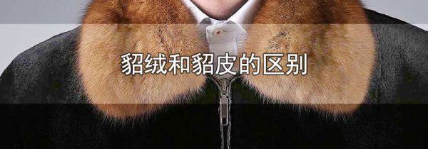 貂绒和貂皮的区别