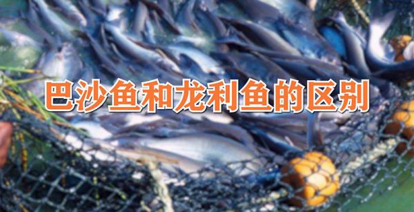 巴沙鱼和龙利鱼的区别
