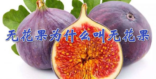 无花果为什么叫无花果