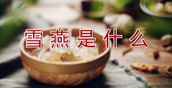 雪燕是什么