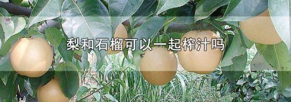 梨和石榴可以一起榨汁吗