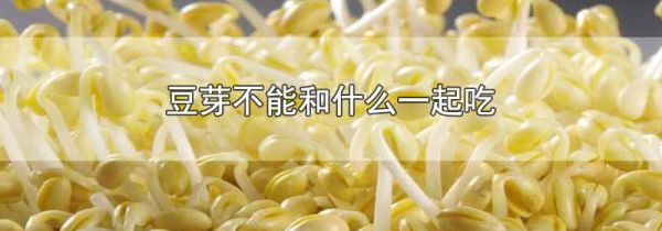 豆芽不能和什么一起吃